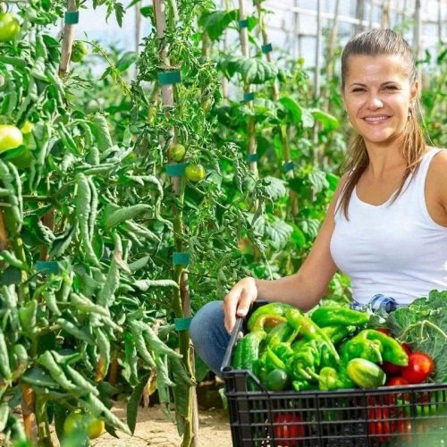 5 m-es tekercs prémium újrafelhasználható nejlon növényi kötőelem